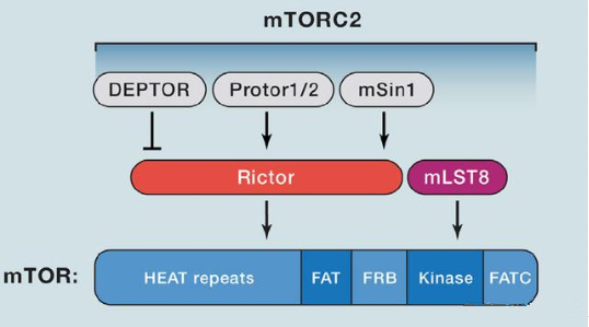 mTORC2的组成蛋白主要有Rictor、mSin1、mSLT8和Protor等