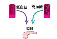 调节血糖稳态，GK负重前行