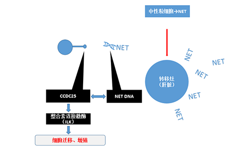 除了单纯的捕获，NET DNA与CCDC-25的结合还增强了癌细胞的侵袭行为，促进了癌症的肝转移。