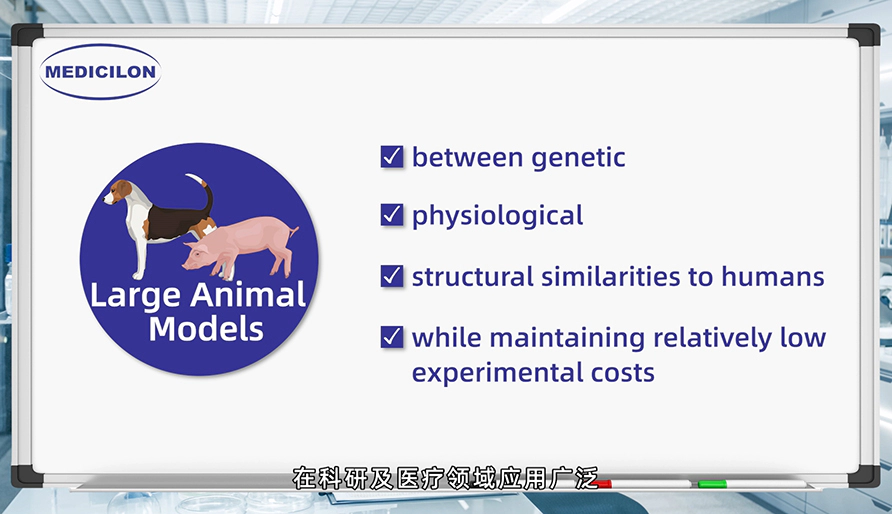 大型动物模型： 各种疾病研究的必要工具