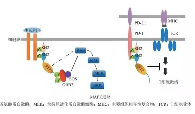 晚期恶性肿瘤患者的福音，SHP2变构抑制剂RG001片获批临床.png