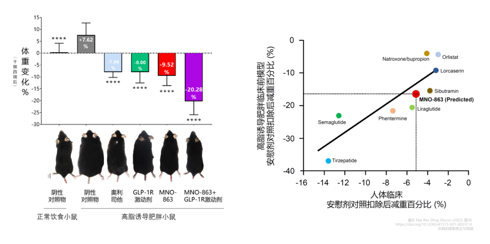 4周降低近10%体重！人生就是博助力慕恩生物MNO-863活菌生物药获批临床