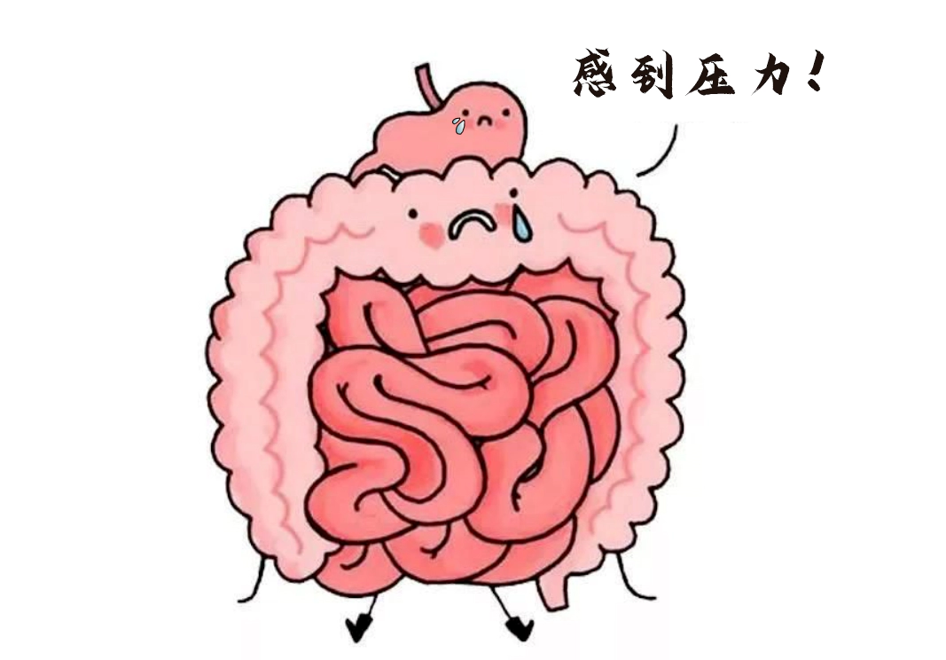 肠道不仅是消化器官，更是“情绪隐形指挥官”。.webp